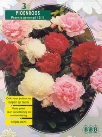 Paeonia Mixed