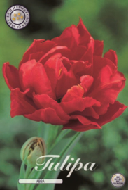 Tulipa Dubbel Vroeg Abba