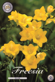 Freesia SIngle Yellow