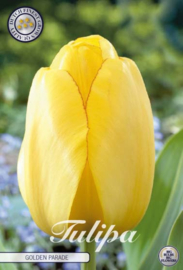 Tulipa Darwin Golden Parade