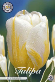 Tulipa Darwin Alfred Heineken