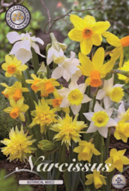 Narcis Botanical Mixed