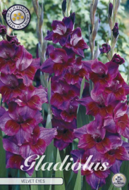 Gladiolus Velvet Eyes