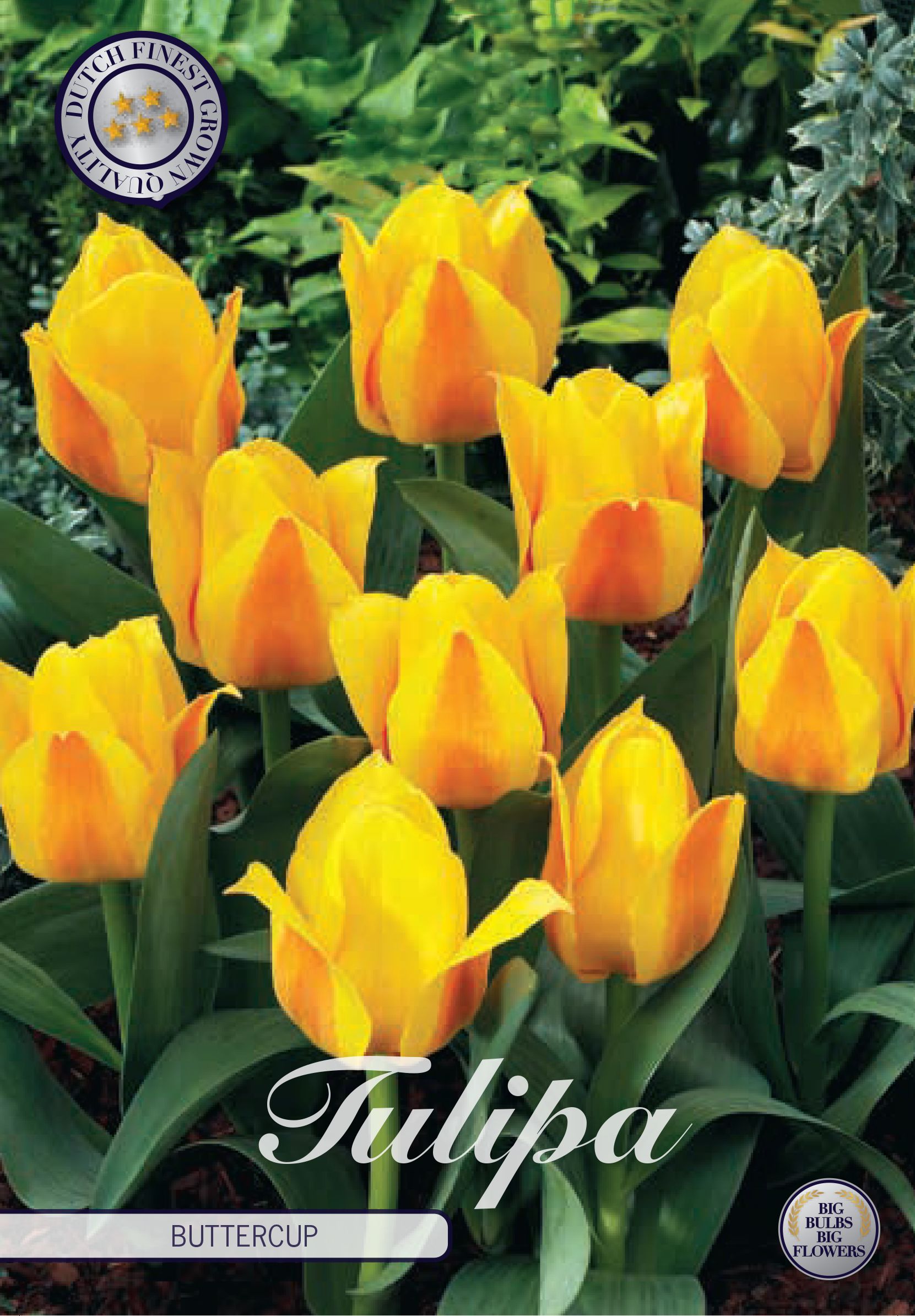 Tulipa Buttercup
