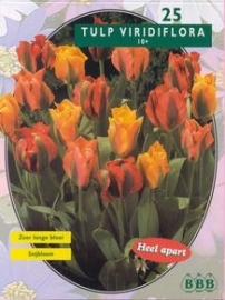 Tulipa Viridiflora Mix