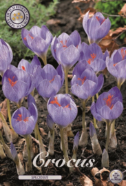 Autumnflowering Crocus Speciosus