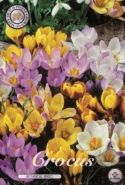 Crocus Chrysanthus Botanical Mixed