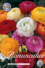 Ranunculus Mixed