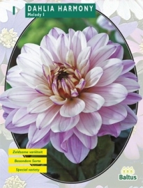 Dahlia Melody Harmony