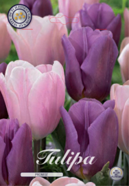 Tulipa Garden Promise