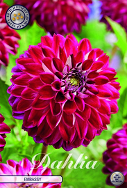 Dahlia Decoratief Embassy