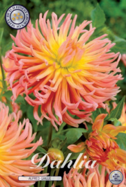Dahlia Cactus Alfred Grille