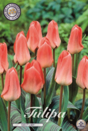 Tulipa Greigii Sweet Lady