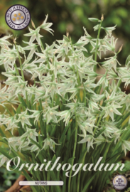 Ornithogalum Nutans