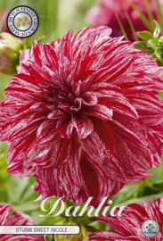 Dahlia Decoratief Sturm Sweet Nicole