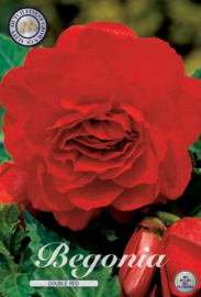 Begonia Doubleflowered Red