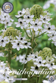 Ornithogalum Saundersiae