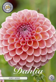 Dahlia Ball Jowey Winnie