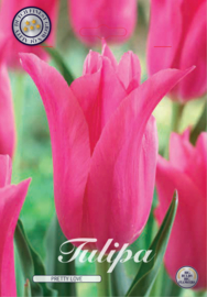 Tulipa Lilyflowering Pretty Love