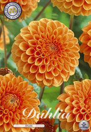 Dahlia Ball Silvia