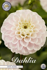 Dahlia Ball White Wizard