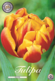 Tulipa Double Early Cilesta