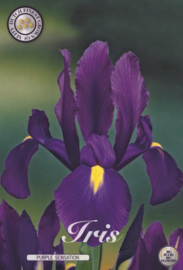 Iris Hollandica Purple Sensation