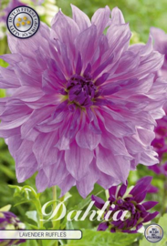 Dahlia Decoratief Lavender Ruffles
