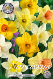 Narcis Trumpet Mixed