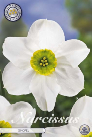 Narcis Small Cupped Sinopel
