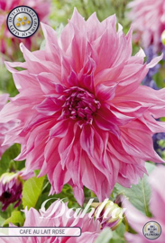 Dahlia Decoratief Cafe au Lait Rose