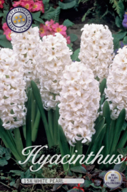 Hyacinthus Orientalis White Pearl