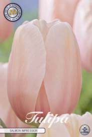 Tulipa Darwin Salmon Impression