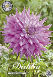 Dahlia Cactus Sir Alfred Ramsey