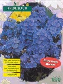 Phlox, Blauw