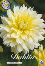 Dahlia Fubiki Canary