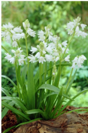 Scilla Non Scripta White