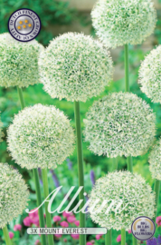 Allium Mount Everest