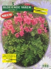 Incarvillea Delavayi, Roze