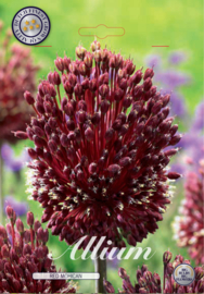 Allium Red Mohican
