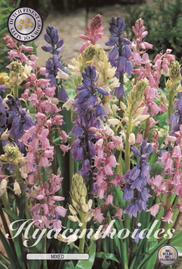 Hyacint Hispanica mix