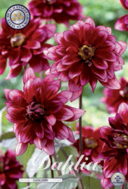 Dahlia Border Darkarin