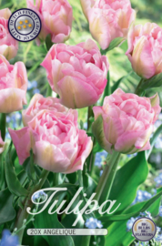 Tulipa Dubbel Laat Angelique
