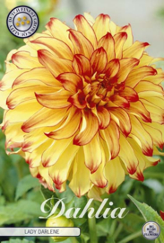 Dahlia Decoratief Lady Darlene