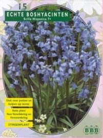 Scilla Hispanica Blau