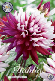 Dahlia Cactus Rebecca's World