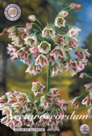 Allium Siculum Bulgaricum