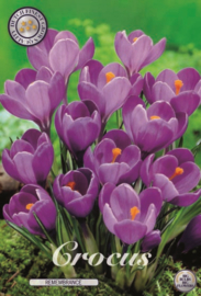 Crocus Vernus Remembrance