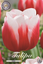 Tulipa Remise