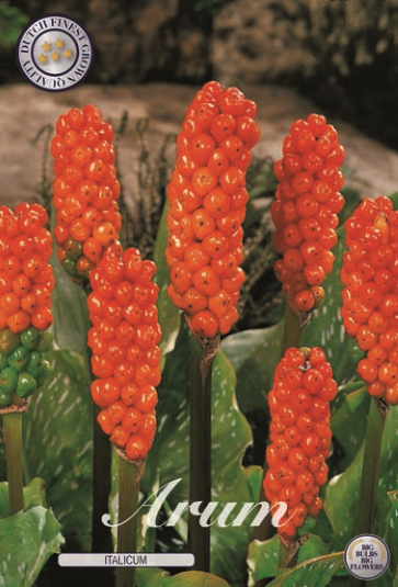 Arum Italicum